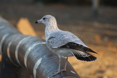 Larus delawarensis