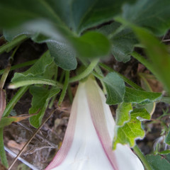 Calystegia subacaulis subacaulis
