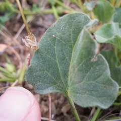 Calystegia subacaulis subacaulis