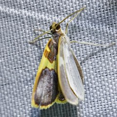 Opisthoxia