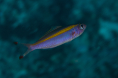 Pterocaesio lativittata
