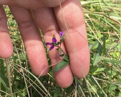 Polygala serpentaria