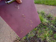 Festuca californica californica