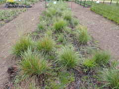 Festuca californica californica