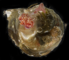 Crucigera irregularis