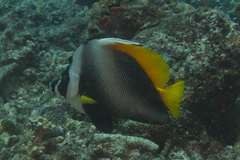 Heniochus singularius