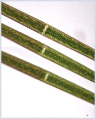 Closterium turgidum