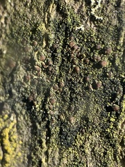 Scoliciosporum chlorococcum
