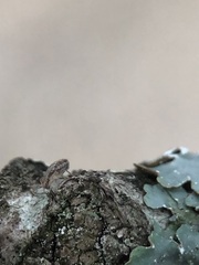 Cerobasis