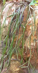 Rhipsalis micrantha