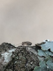 Cerobasis