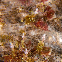 Tubulariidae