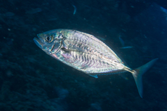 Craterognathus plagiotaenia