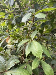 Quercus insignis