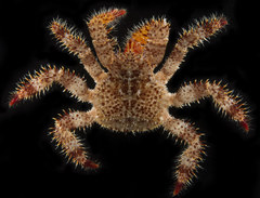 Acantholithodes hispidus