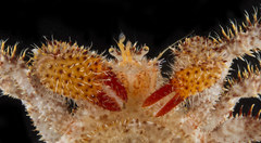 Acantholithodes hispidus