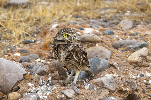 iNaturalist observation photo of Burrowing Owl