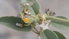 Horsfordia newberryi