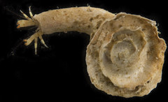 Discorsopagurus schmitti