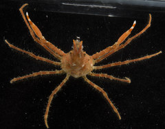 Chorilia longipes