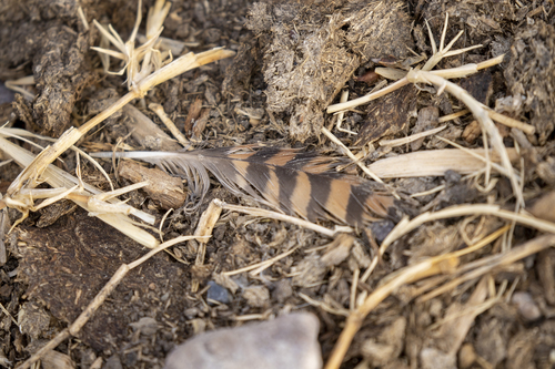 iNaturalist observation photo of American Kestrel