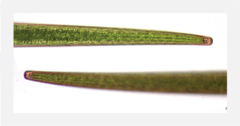 Closterium turgidum