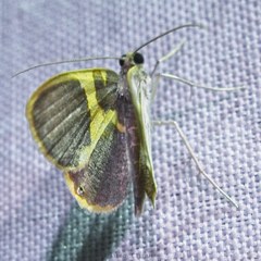 Opisthoxia