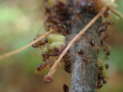 Callirhytis quercusgemmaria