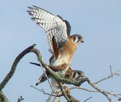 Falco sparverius paulus