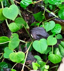 Peperomia serpens