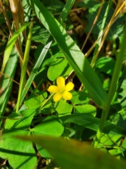 Oxalis grandis