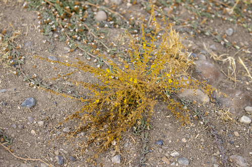 iNaturalist observation photo of Holocarpha virgata virgata