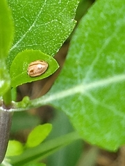 Mulsantina mexicana