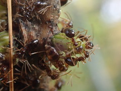 Callirhytis quercusgemmaria
