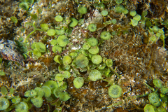 Caulerpa chemnitzia