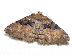 Aporoctena