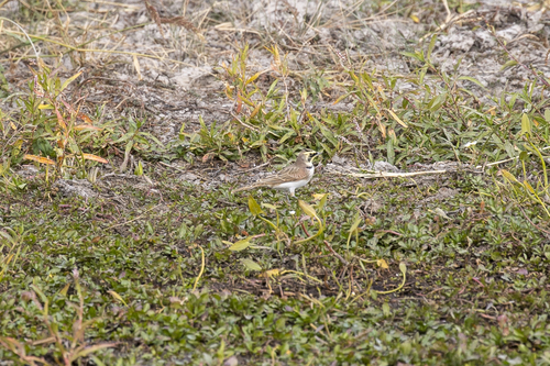 iNaturalist observation photo of Horned Lark