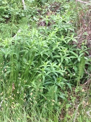 Lilium pardalinum pardalinum
