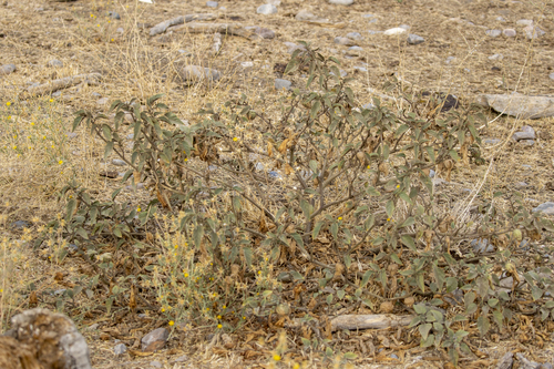 iNaturalist observation photo of Sacred Datura