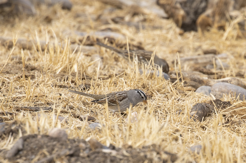 iNaturalist observation photo of White-crowned Sparrow