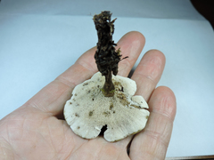 Phellodon tomentosus