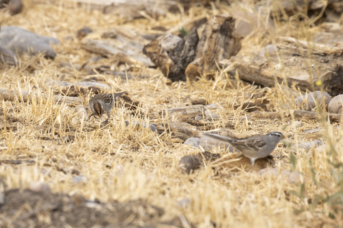 iNaturalist observation photo of White-crowned Sparrow