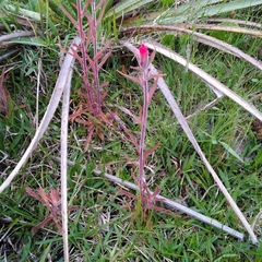 Castilleja arvensis pastorei
