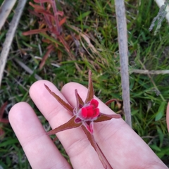 Castilleja arvensis pastorei