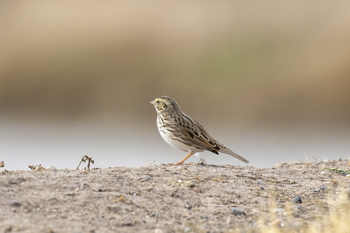 iNaturalist observation photo of Savannah Sparrow