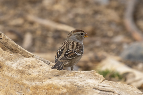 iNaturalist observation photo of White-crowned Sparrow