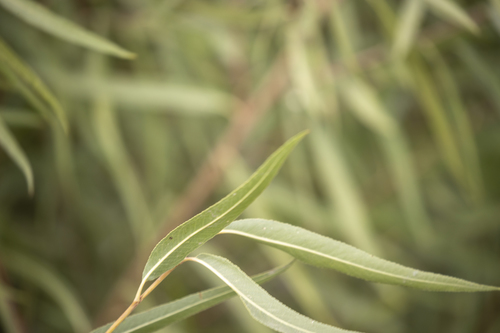 iNaturalist observation photo of Willows