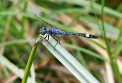 Micrathyria longifasciata