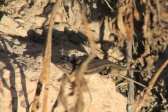 Sceloporus edbelli