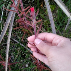 Castilleja arvensis pastorei